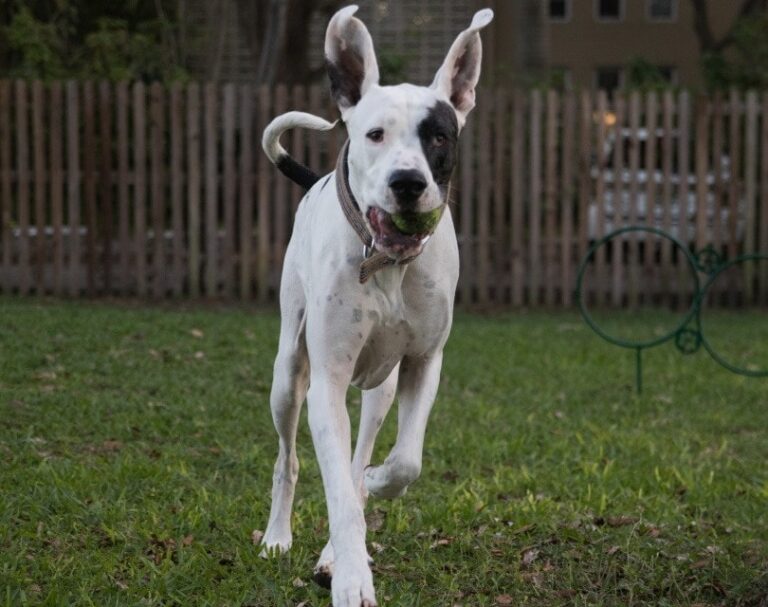 The Great Dane Pitbull Mix: A Majestic Gentle Giant