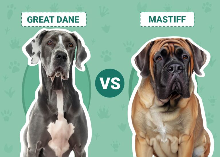 Great Dane vs Mastiff: A Comprehensive Comparison for Dog Lovers