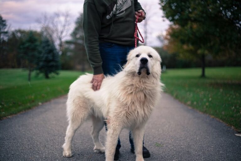 8 Top Guard Dog Breeds: Pictures, Facts & History