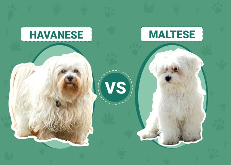 Havanese vs Maltese: An In-Depth Guide for Dog Lovers