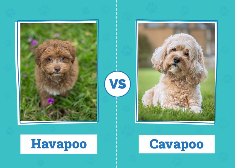 Havapoo vs. Cavapoo: Differences Explained (With Pictures)