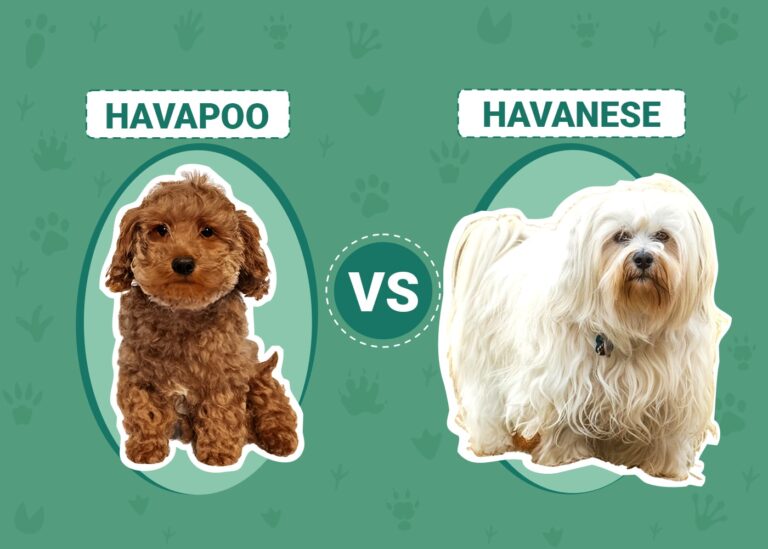 Havapoo vs Havanese: An In-Depth Comparison for Dog Lovers