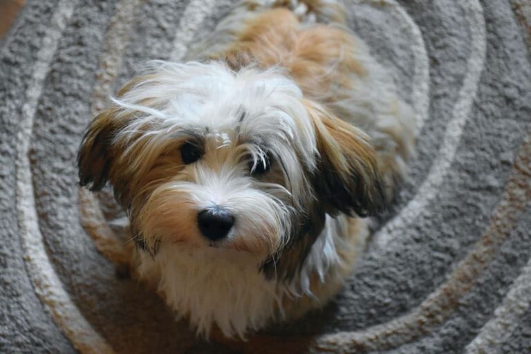 Havashire Dog Breed: A Comprehensive Guide