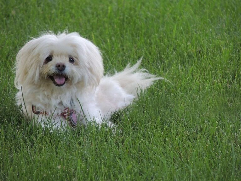 Havaton (Havanese & Coton de Tulear Mix): Pictures, Guide, Info, Care & More!