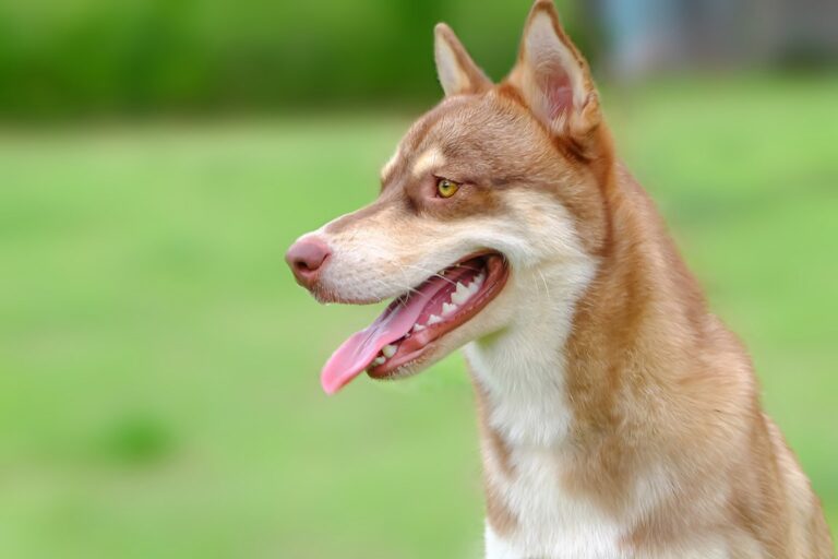 The Horgi: A Comprehensive Guide to the Husky Corgi Mix