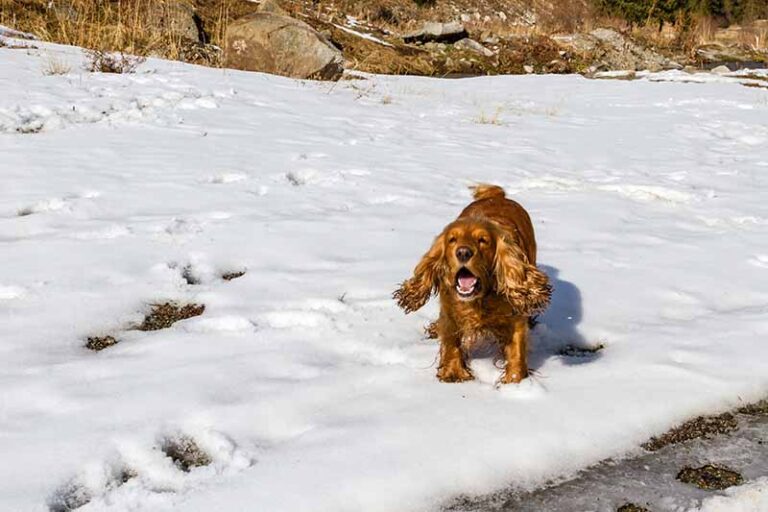 Cocker Spaniels: Unraveling the Truth About Aggression and Temperament