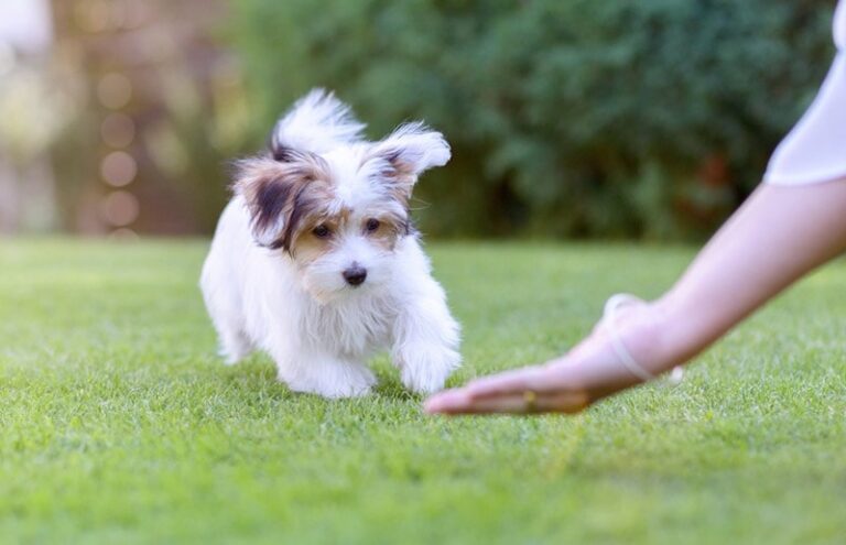 How Aggressive Are Havanese Dogs? A Dog Lover&lsquo;s Perspective