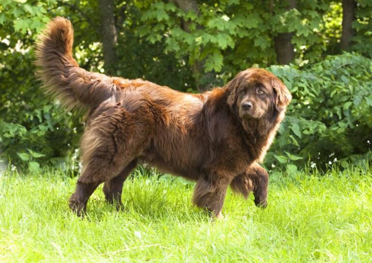 Are Newfoundland Dogs Aggressive? A Dog Lover&lsquo;s Perspective