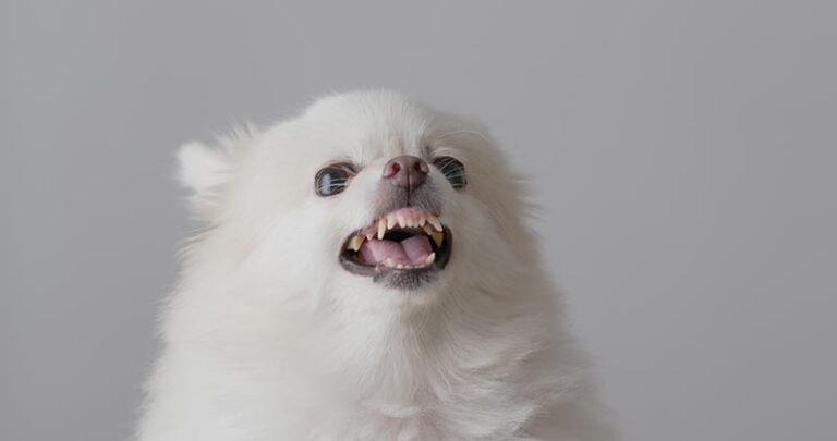 Pomeranian Temperament: Are Pomeranians Aggressive Dogs?