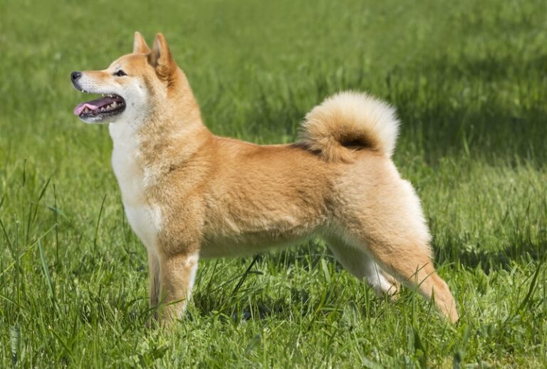 Are Shiba Inus Aggressive? Understanding the Breed&lsquo;s Temperament