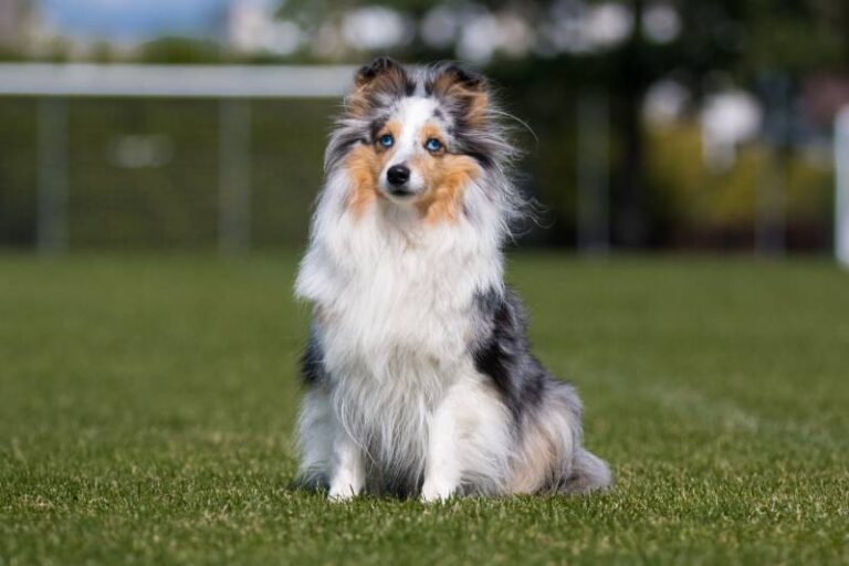 How Big Do Shelties Get? A Comprehensive Sheltie Size and Growth Guide