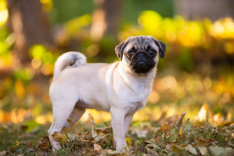 How Big Does a Pug Get? Pug Size, Weight & Growth Explained