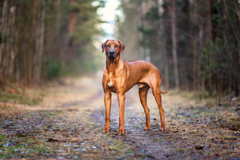 How Big Do Rhodesian Ridgebacks Get? A Comprehensive Guide to Ridgeback Size and Growth