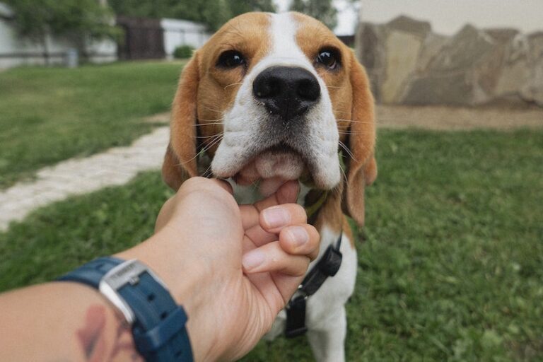The Remarkable Scenting Powers of a Beagle&lsquo;s Nose