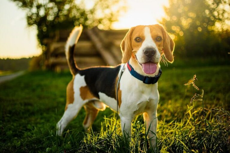 Born to Run: Discovering the Impressive Speed of Beagles