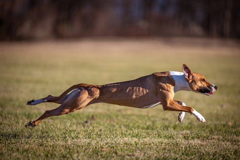 Whippets: The Speedy Superstars of the Canine World