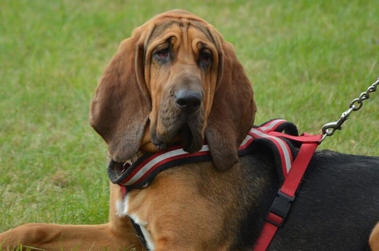 The Bloodhound&lsquo;s Nose: A Marvel of Nature