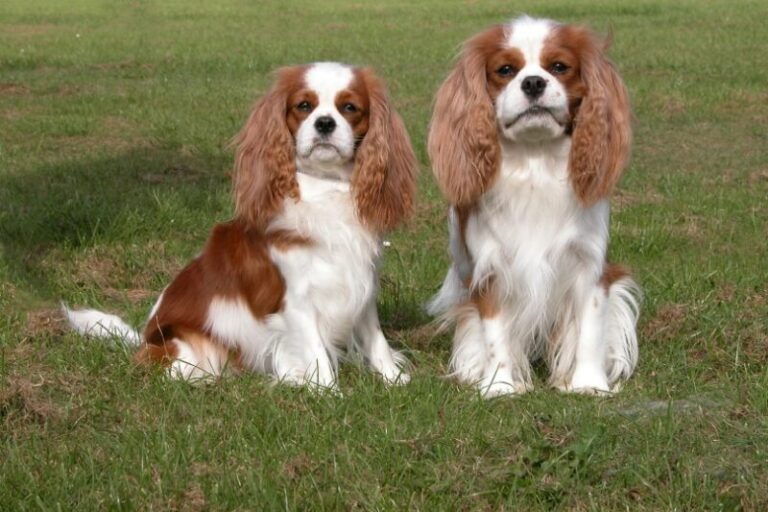 How Large Do Cavalier King Charles Spaniels Get? A Dog Lover&lsquo;s Guide