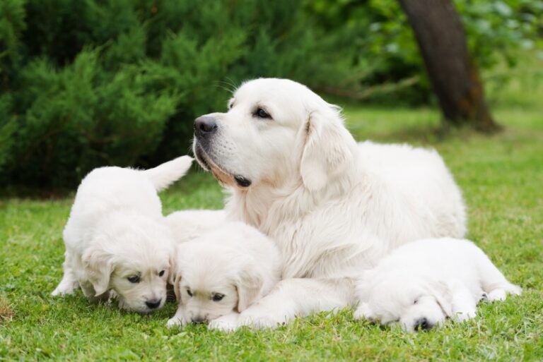 How Many Puppies Do Golden Retrievers Have? An In-Depth Guide