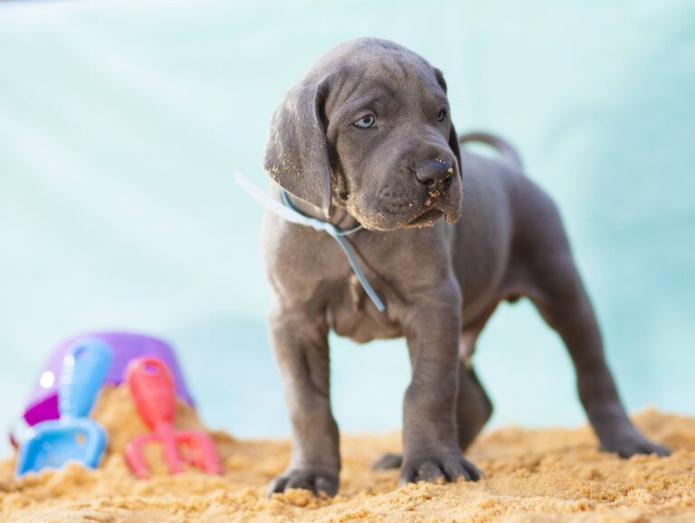 How Many Puppies Will a Great Dane Have? A Giant Breed Guide