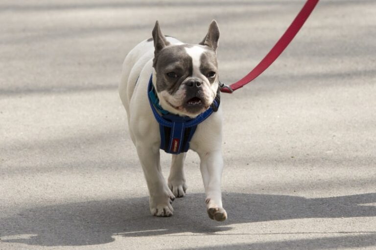 How Much Do French Bulldogs Cost in 2025? A Comprehensive Guide