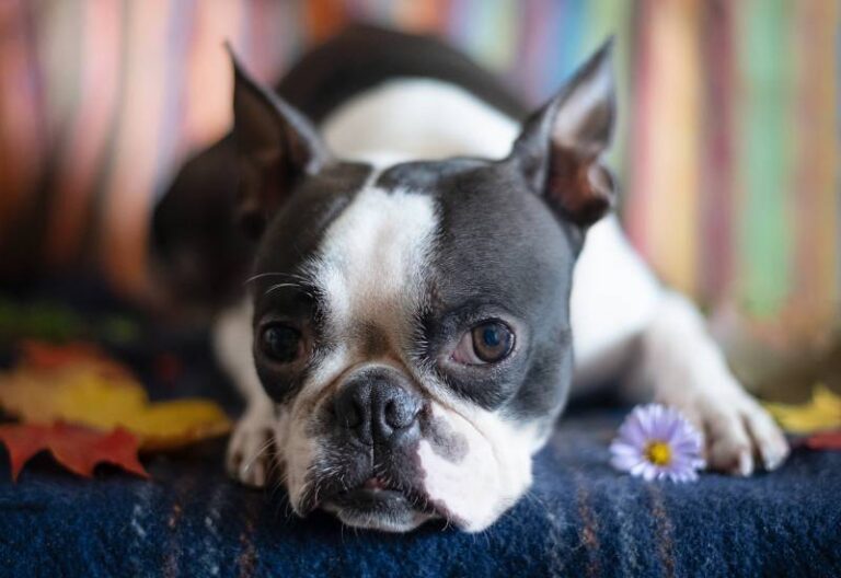 How Much Do Boston Terriers Cost in 2025? An In-Depth Guide