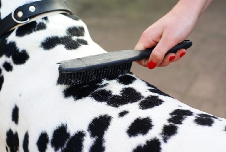 How Much Do Dalmatians Shed? A Dog Lover&lsquo;s Guide to Living with Spotty Snowstorms