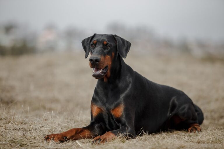 How Much Does a Doberman Cost in 2025? The Ultimate Price Guide