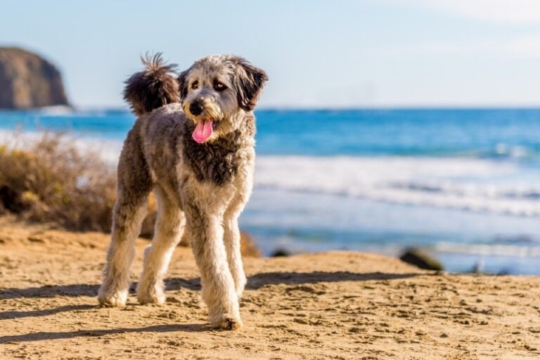 How Much Does an Aussiedoodle Cost? 2024 Price Guide