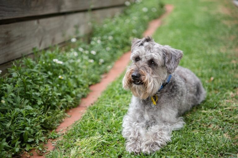 How Much Does a Schnoodle Cost? The Ultimate 2024 Price Guide