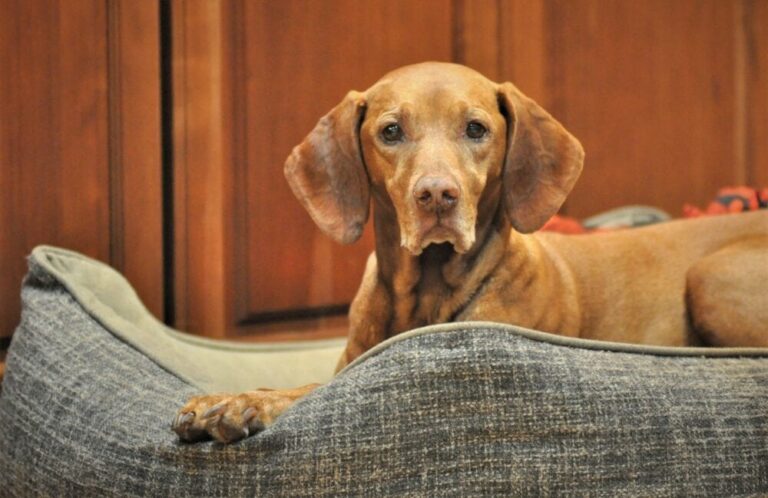 How Much Does a Vizsla Cost? The Ultimate 2024 Price Guide for Dog Lovers