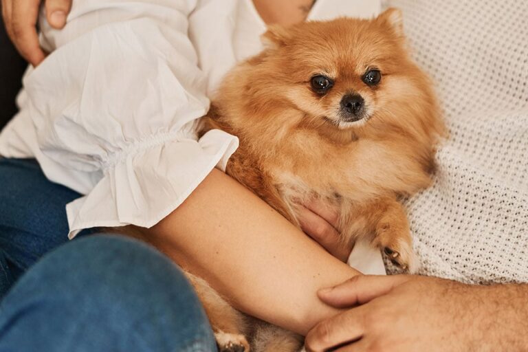 The Real Cost of Pomeranian Ownership in 2025: An Expert Guide