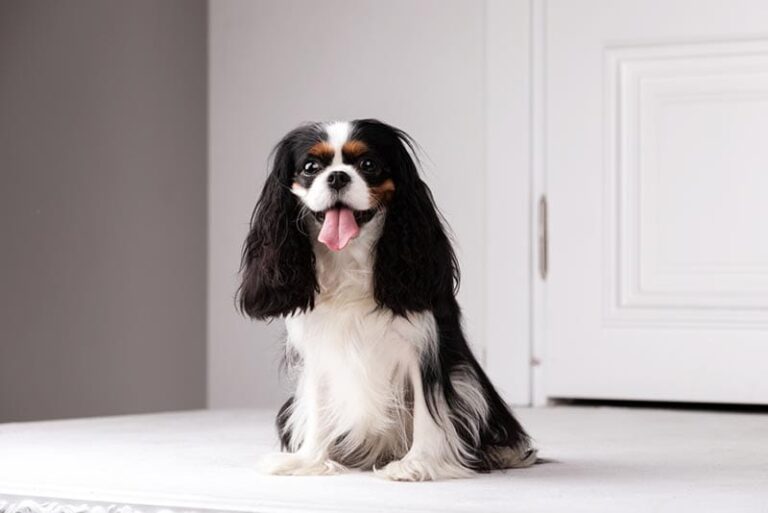 How Much Does It Really Cost to Own a Cavalier King Charles Spaniel in 2025?