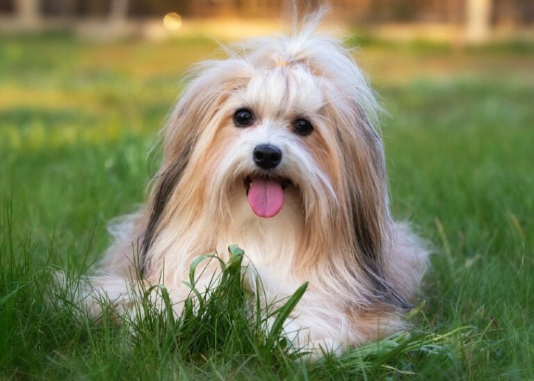 The True Cost of Havanese Ownership: A Comprehensive Guide for 2025