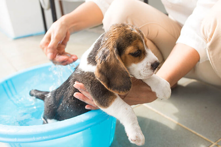 How Often Should You Bathe Your Beagle? An Expert Guide
