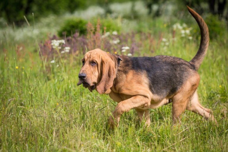 How Smart Are Bloodhounds? Examining the Unique Intelligence of These Expert Sniffers