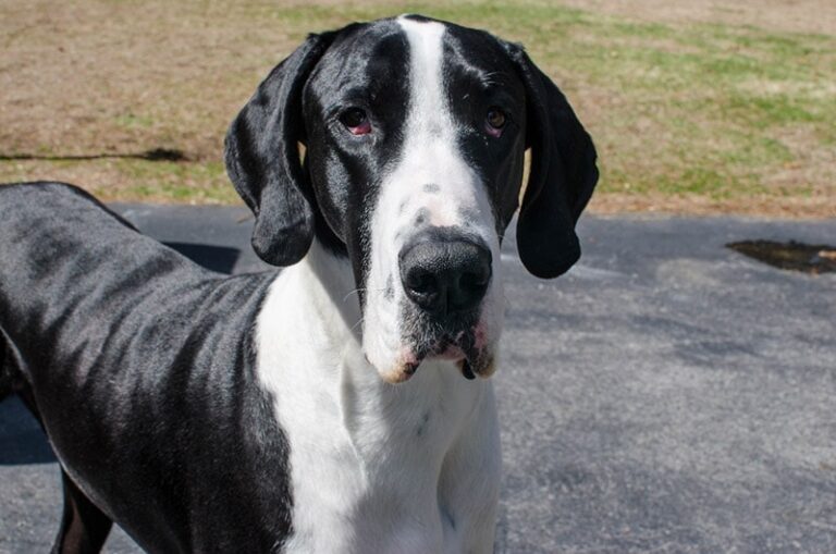 Are Great Danes Smart? Unraveling the Gentle Giant&lsquo;s Intelligence