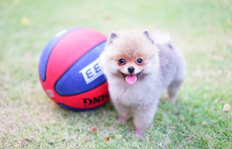 Unleashing the Genius of Pomeranians: A Closer Look at This Clever Toy Breed&lsquo;s Intelligence