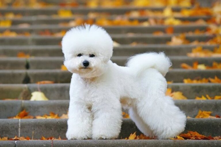 How Smart Is a Bichon Frise? Breed Intelligence & Instincts Explained