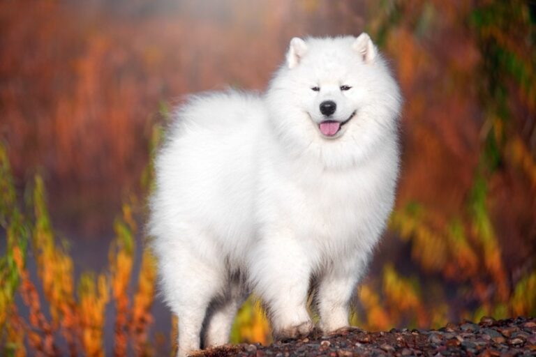 How Smart Are Samoyeds? A Dog Lover&lsquo;s Guide to the Intellect of This Remarkable Breed