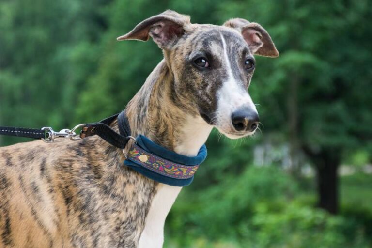 How Smart Are Whippets? Examining the Unique Intelligence of this Swift Sighthound