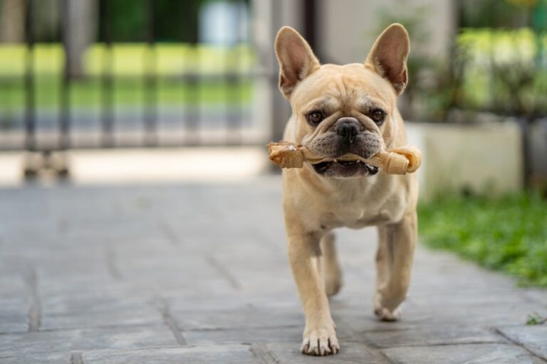 How Strong is a French Bulldog&lsquo;s Bite? An In-Depth Look