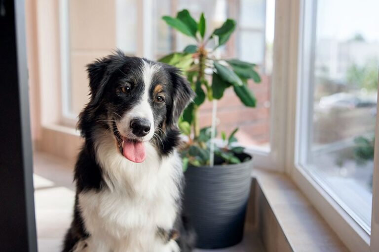 Keeping Your Australian Shepherd Happily Busy: A Dog Lover&lsquo;s Guide
