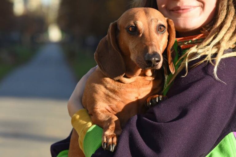 The Dog Lover&lsquo;s Guide to Picking Up Your Dachshund: Protecting Your Furry Friend&lsquo;s Back