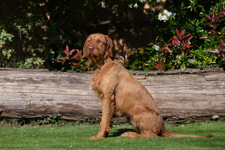 Hungarian Wirehaired Vizsla: The Versatile Hunting Dog with a Heart of Gold
