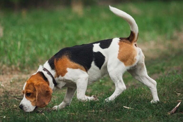 15 Best Hunting Dog Breeds (with Pictures)