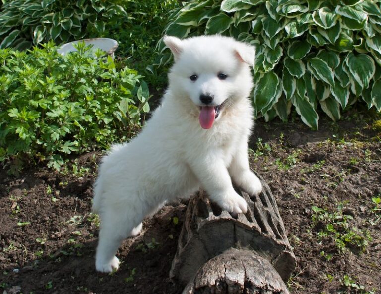 The Huskimo: A Comprehensive Guide to the Siberian Husky American Eskimo Mix
