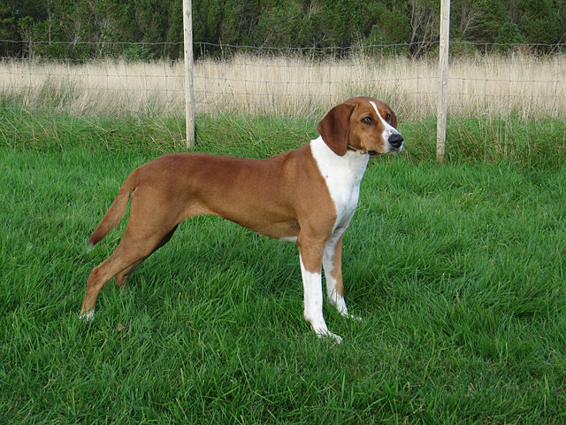 The Hygenhund: A Comprehensive Guide to Norway&lsquo;s Rare and Robust Hunting Dog