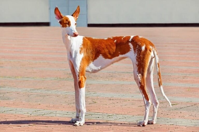 The Ibizan Hound: An Ancient Breed with Modern Appeal