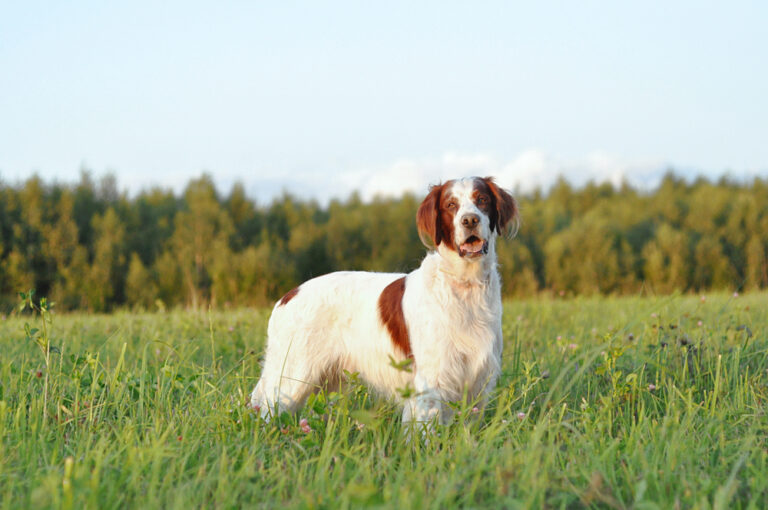 9 Irish Dog Breeds: Pictures, History & Overview